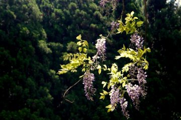 <p>Wild wisteria&nbsp; hangs from the forest beside Uji River</p>