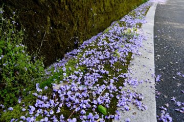<p>Purple petals scattered on the the side of the road leading to Amagase Dam</p>
