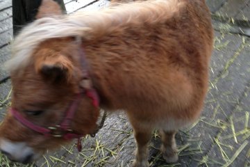 Caballo miniatura.