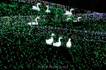 Swans