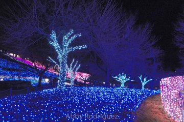 Blue Forest