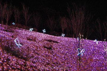 Flowery Fields