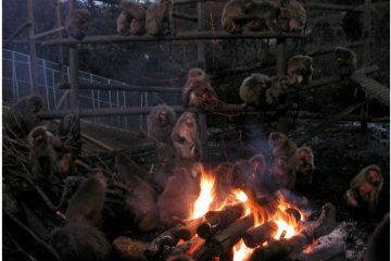 Monkey Business in Ancient Inuyama