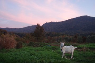 The Goat at our Friends Farm