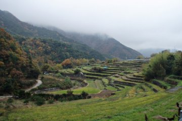 The Terraced Rice Fields