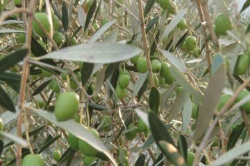 Olive Tree