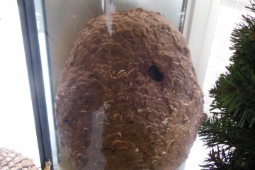 <p>A real beehive.</p>