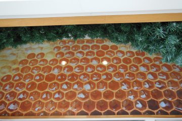 <p>A picture from the Akita beehive.</p>