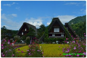 ชิราคาวาโกะ กับธรรมชาติอันงดงาม