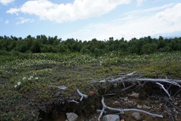<p>Green plants and various flowers starting to paint summer color to this mountain.</p>

<p></p>

<p></p>

<p></p>

<p></p>

<p></p>

<p></p>