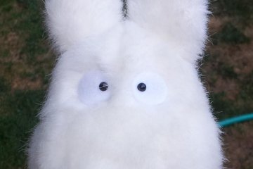 This little creature might be waiting for you at the Totoro house.