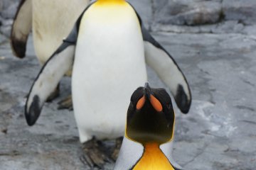 北海道：夏季的旭山動物園