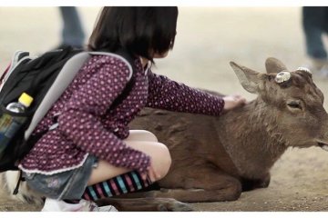 <p>Japanese School Girl Fondling Sika&nbsp;Deer, Nara, Japan</p>