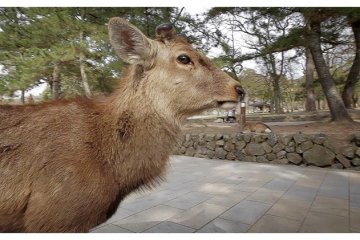 <p>Sika&nbsp;Deer Near Todai-ji&nbsp;Temple, Nara, Japan</p>