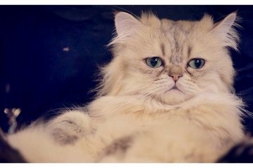 <p>Fluffy Persian Cat in Ikebukuro Cat&nbsp;Cafe, Tokyo, Japan</p>