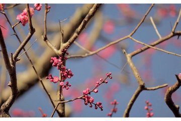 <p>Cherry Blossoms Tenjuan Temple in&nbsp;Nanzen-ji, Kyoto, Japan</p>