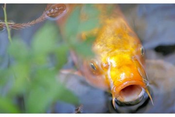 <p>Beautiful Koi&nbsp;Fish Tenjuan Temple in Nanzen-ji, Kyoto, Japan</p>