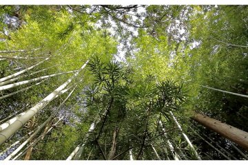 <p>Bamboo Forest in Nanzen-ji, Kyoto, Japan</p>