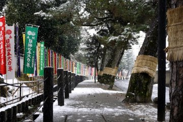 Ancient pines stand along the street in front of the temple