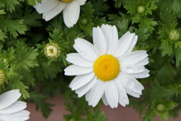 <p>Bunga lain di rumah kaca. Kamu bisa membeli benih-benih pilihan disini dan semua tanaman dirumah saya sebenernya semuanya berasal dari kebun Herbal Kobe.</p>
