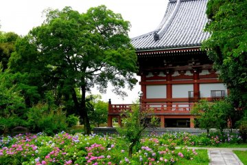 Un jardin d'hortensias près du bâtiment principal