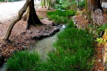 <p>A small stream flows beside the road through the ancient forest remnant of Tadasu-no-Mori</p>