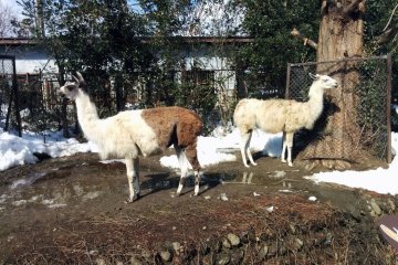 <p>Two llamas.</p>