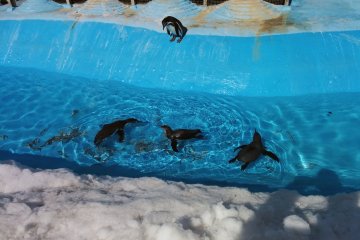 <p>Penguins swimming.</p>