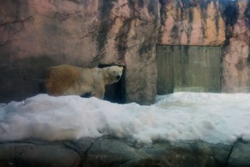 <p>Polar bear.</p>