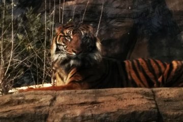 <p>The tiger.</p>