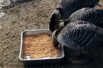 <p>Birds eating seed.</p>