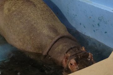 <p>Close-up of a hippo.</p>