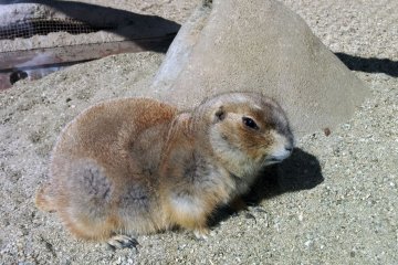 <p>The prairie dogs were not so active today, so taking photos was easy.</p>