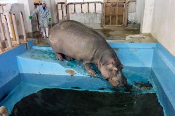 <p>During harsh weather or when an animal area is being cleaned, some animals will come indoors.</p>