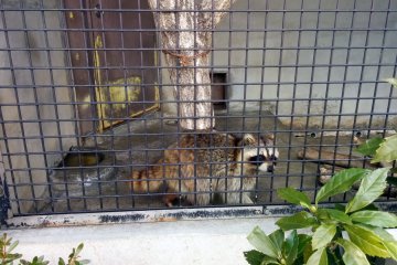 <p>While some animal enclosures are spacious, others are tiny with concrete floors. Most of the zoo is a pleasure, but seeing a few scenes like this was a little depressing.</p>