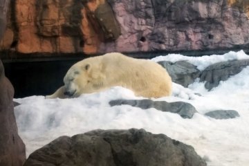<p>A polar bear relaxes in the winter snowfall.&nbsp;</p>