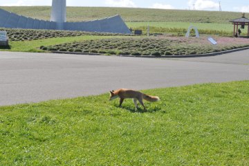 Roaming fox