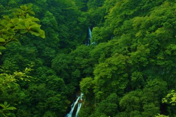 <p>From the observation deck overlooking Kirifuri Falls.</p>