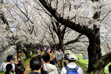 <p>Sightseers stroll beneath a canopy of blossom</p>