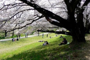 <p>Reading on the grass under the trees</p>