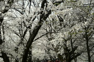 <p>A path beneath two rows of cherry trees</p>