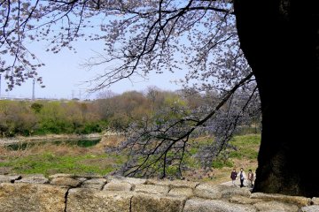 <p>Stone walls and steps enhance the landscape</p>