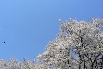 <p>A kite-hawk soars high above the blossom</p>