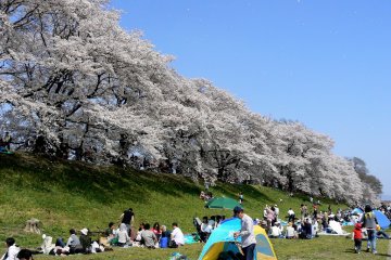 <p>It's a popular spot for O-hanami</p>