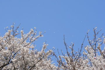 <p>Blossom laden branches against a glorious blue sky</p>