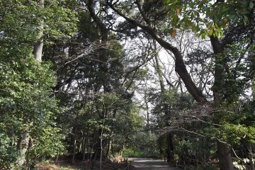 <p>The paths meander gently through the trees</p>