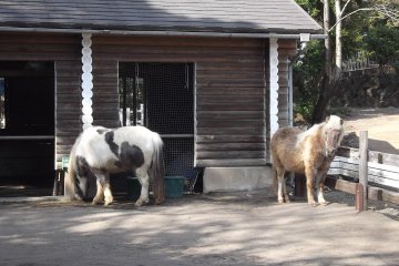 <p>More ponies</p>