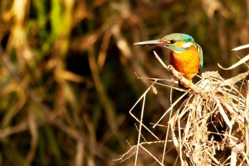 <p>Still Life at its best on the Kamo River</p>
