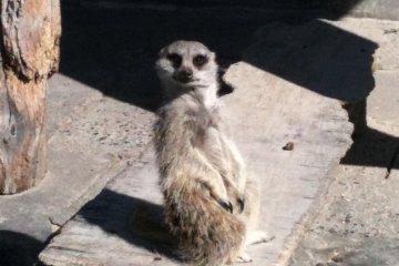Meerkat...Hakuna matata
