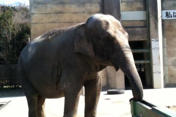 Feeding Fujiko The Elephant